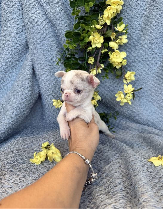 Excecional super mini menina  Chihuahua/Chiuaua ,Qualidade