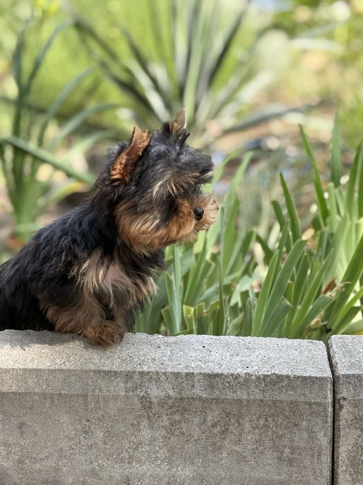 Міні дівчинка йорк