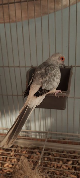 Oddam gołąbka diamentowego samiec