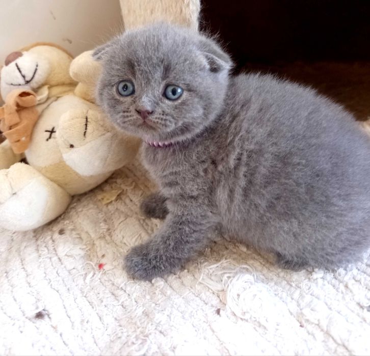 Scottish fold fêmea vacinada
