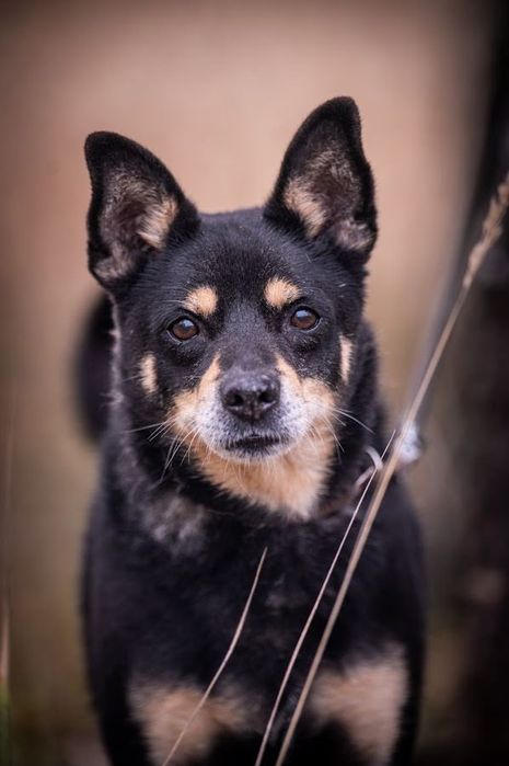 Kolejna zima w schronisku?Mały, czarny, starszy pies w typie Shiba Inu