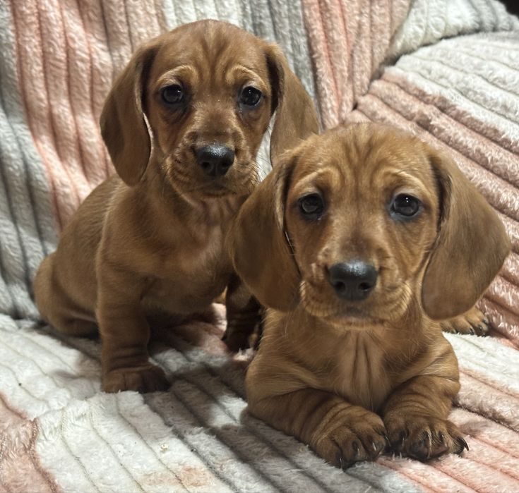 Чистокровні цуценята стандартної такси!