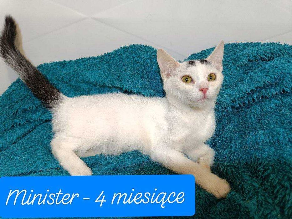 kociaki w fundacji kocia szansa