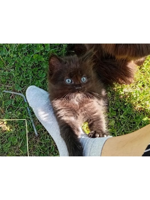 Отдам котенка бесплатно в хорошие руки