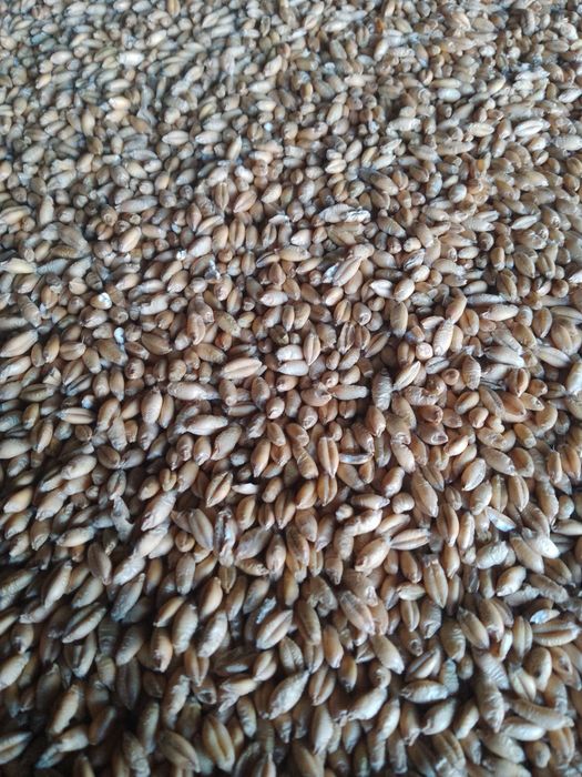 Pszenżyto tadeus / Pszenica euforia z tegorocznych zbiorów