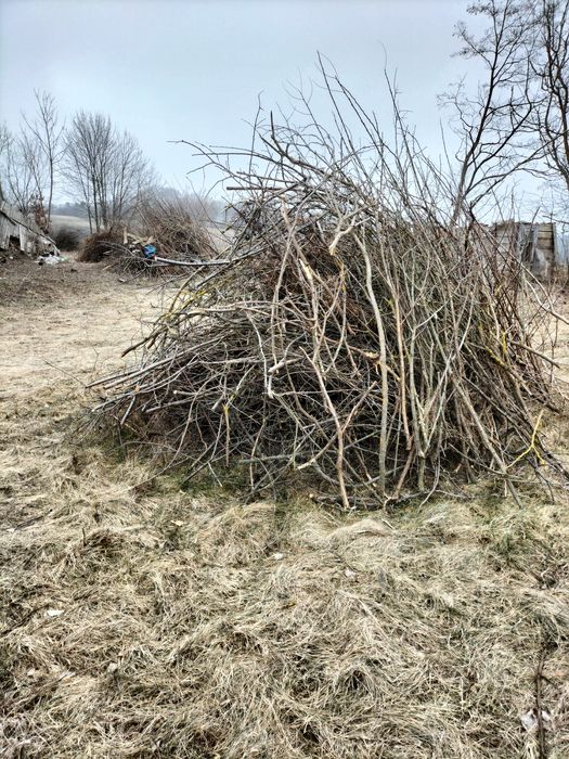 Oddam za darmo gałezie krzaki już wyciete l