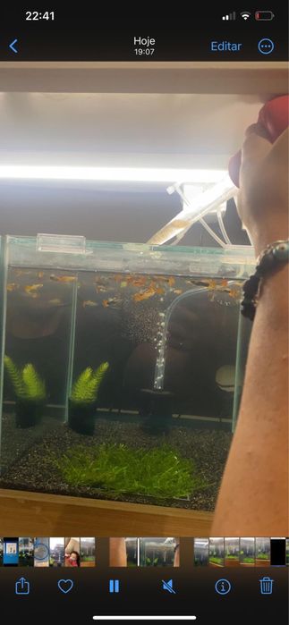 Guppys e camaroes para venda