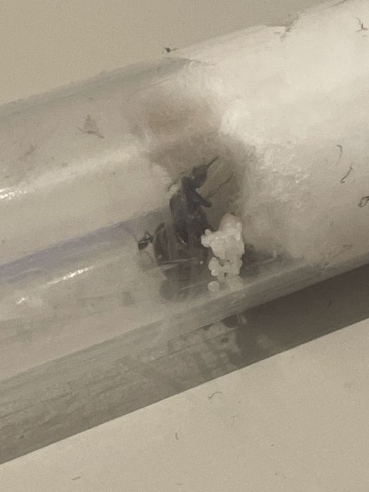 Mrówki Lasius n.– królowa z rujki 2025 + 4 robotnice