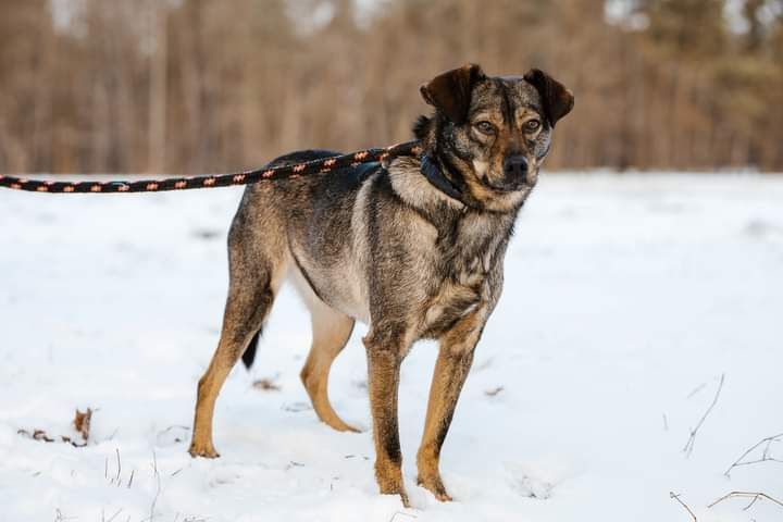 Drobniutka, młoda Sunia poleca się do adopcji!