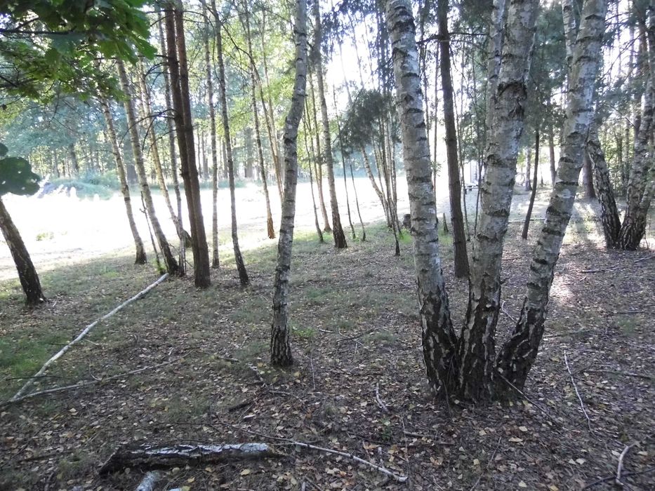 Zdjęcie 6
