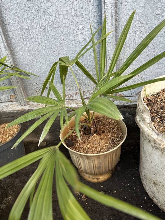 Пальма Трахикарпус