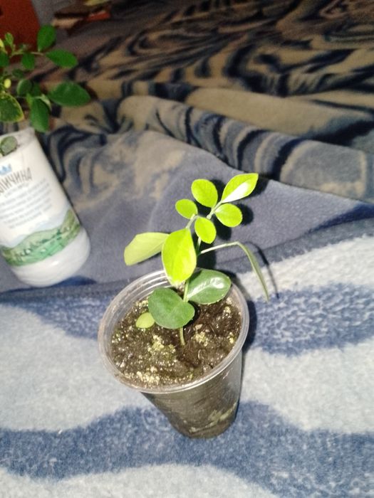 Мурайя  мельчата