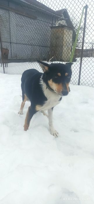 дівчинка безкоштовно