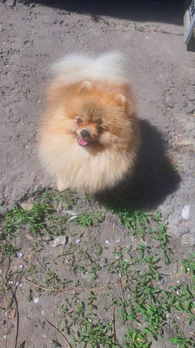 Мужчина запрошує дам, вязка