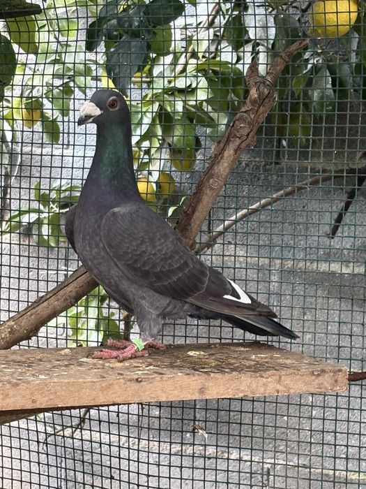 Casais - pombos correios linha antiga