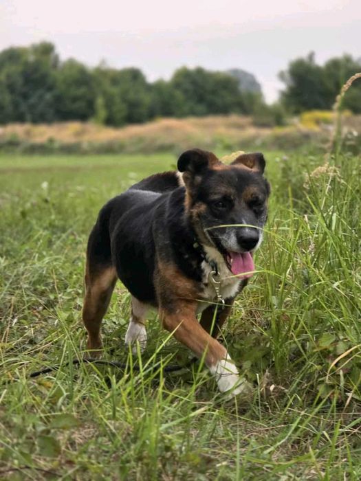 Psiaczek ok.8 letni,grzeczny,dobry do adopcji.