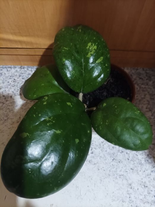 У продажу хойя Германі