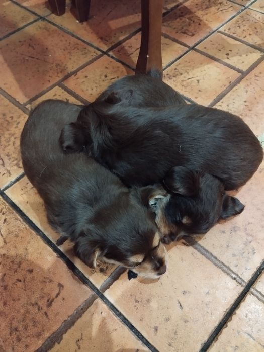 Безкоштовно. Дівчата красуні в гарну родину