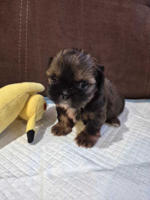 Shih Tzu suczka  *REZERWACJA*