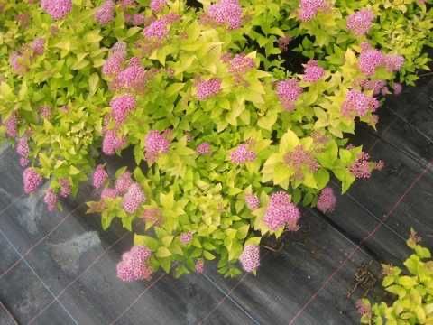 Продам Спіреі різних сортів