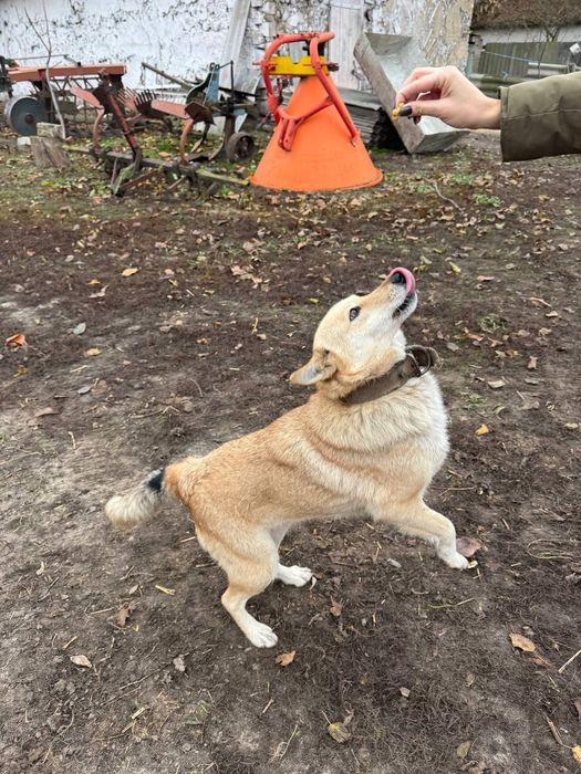 Собачка шукає дім!!!