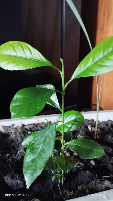 Фінікова пальма та лимони