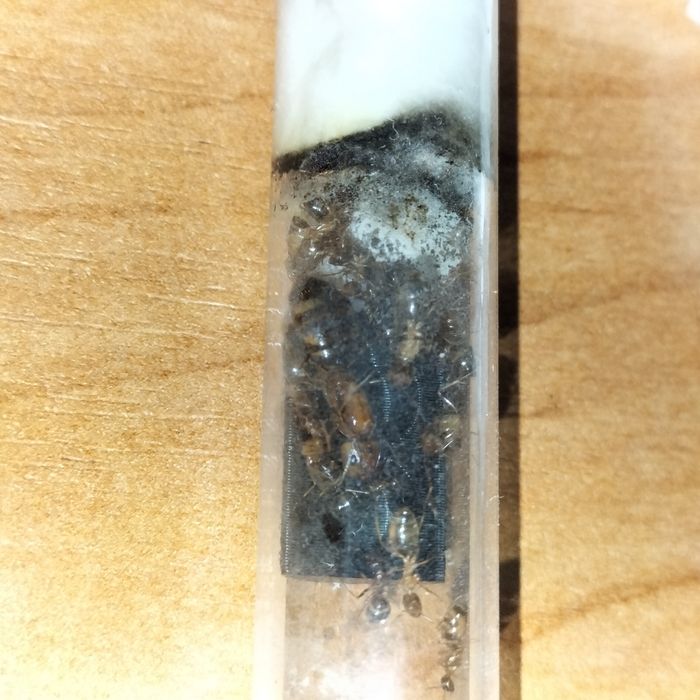 Mrówki Camponotus Maculatus Subnudus