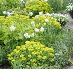 Молочай декоративный садовый