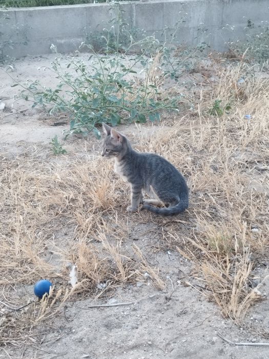 Gatinhos bebés para adoção responsável.