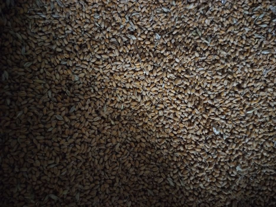 Pszenica ozima  owies