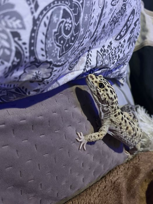 Gekon Lamparci plus terrarium