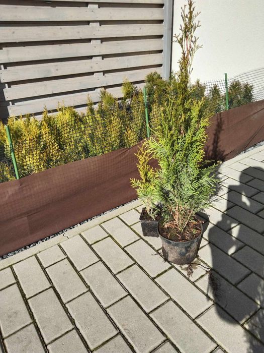 Tuja Szmaragd 25-30cm i 60-75cm