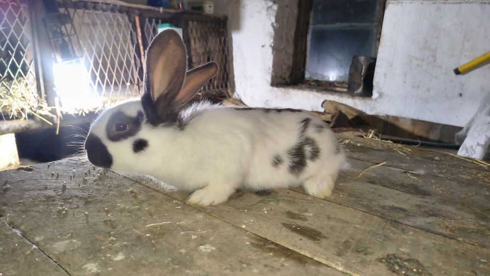 Sprzedam młode samiczki olbrzym srokacz Hawana