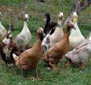 інкубаційні яйця  качок індиків курей різних порід