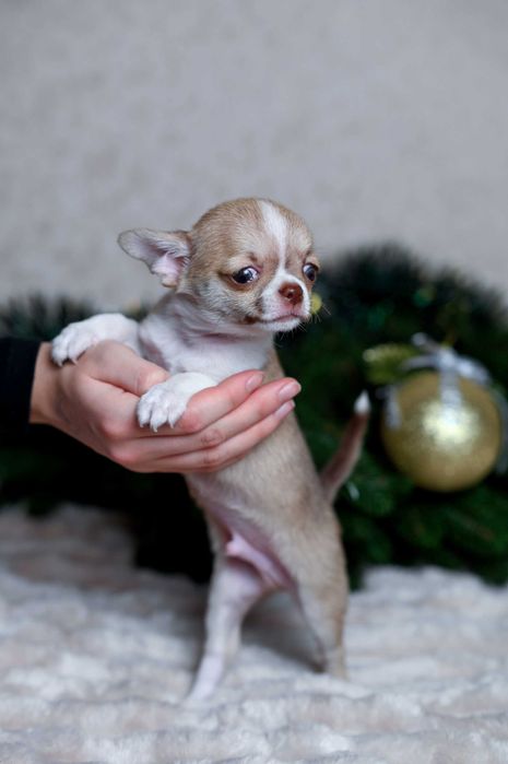 Некоторые встречи меняют жизнь навсегда.