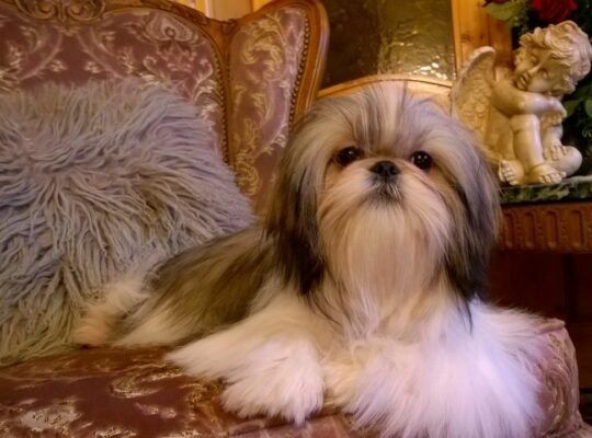 Shih Tzu  suczka z kompletem szczepień