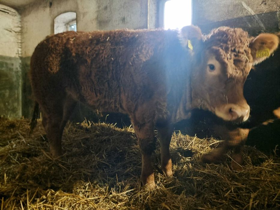 SPRZEDAM jałówki czystej rasy Limousine BEZROŻNE - po ojcu francuskim