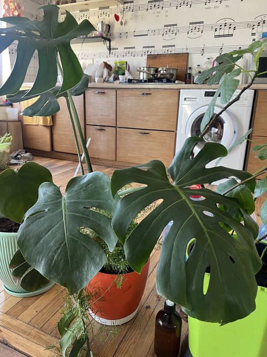 Вазони. Маб дуже багато , від 50грн до 500грн.  Ціну  уточнюйте