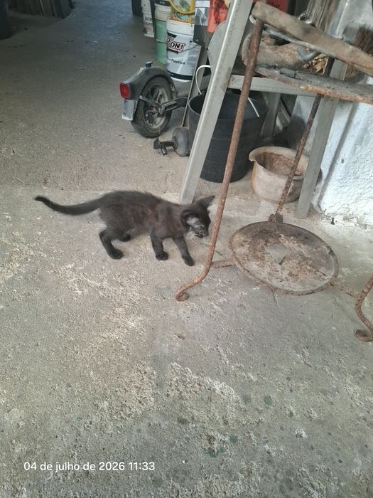 Gatinho para adopção