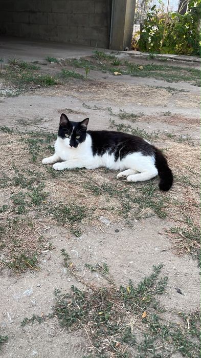 Gatos para adoção