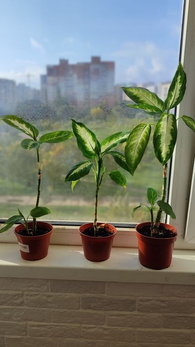 Комнатные цветы . Денежное дерево, диффенбахия, антуриум