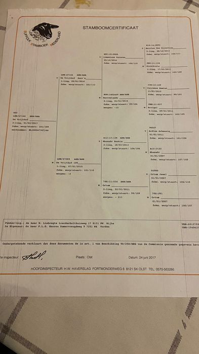 Vendo ovelha Suffolk