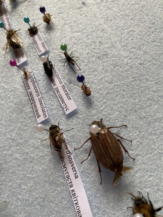 Поодам комах, метеликів, жуків