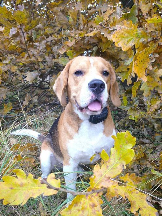 Бигль для вязки. Родословная КСУ