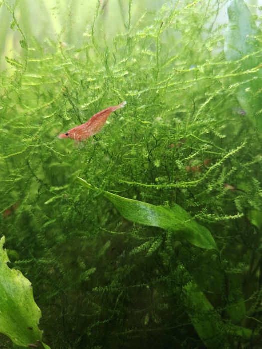 15 camaroes adultos Red Cherry