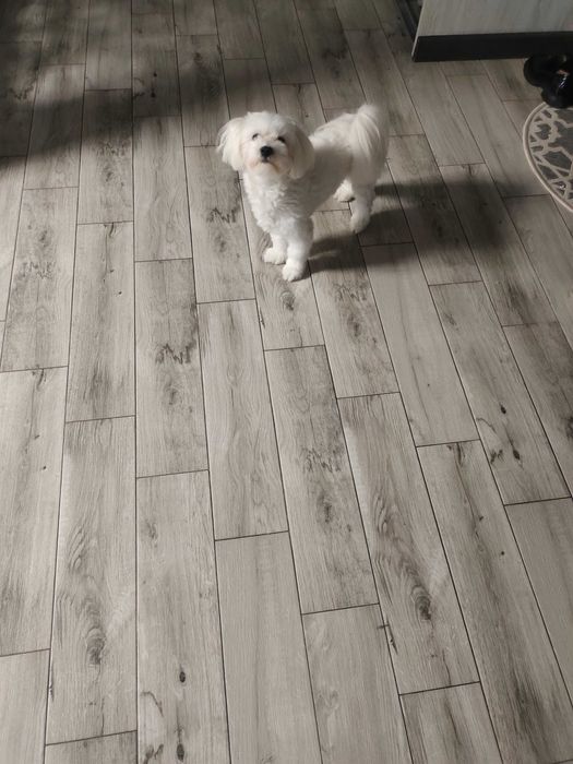 В'язка Мальтійська балонка.