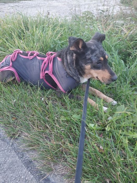 Oddam za darmo bezdomną  suczke po sterylizacji.