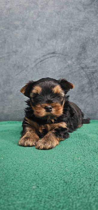 York piesek  yorkshire terrier