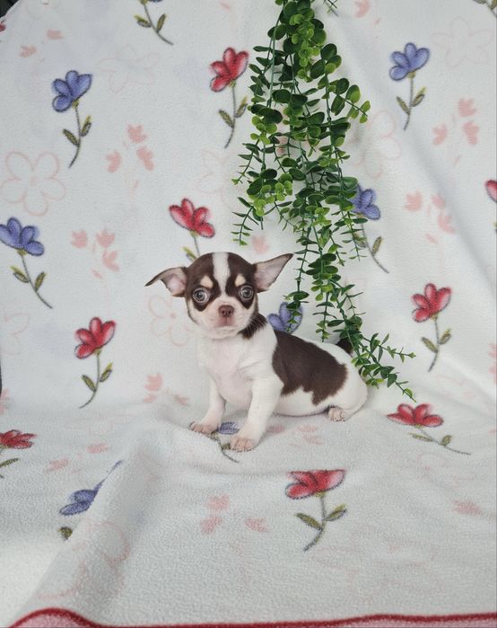 Excelente mini menina Chihuahua/Chiuaua Linhagem Russa de Qualidade