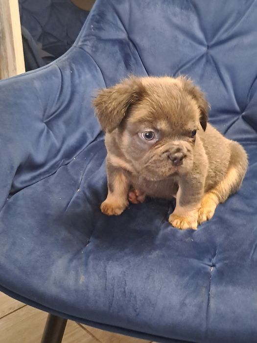 Szczeniak buldog francuski piesek blue tan flufy